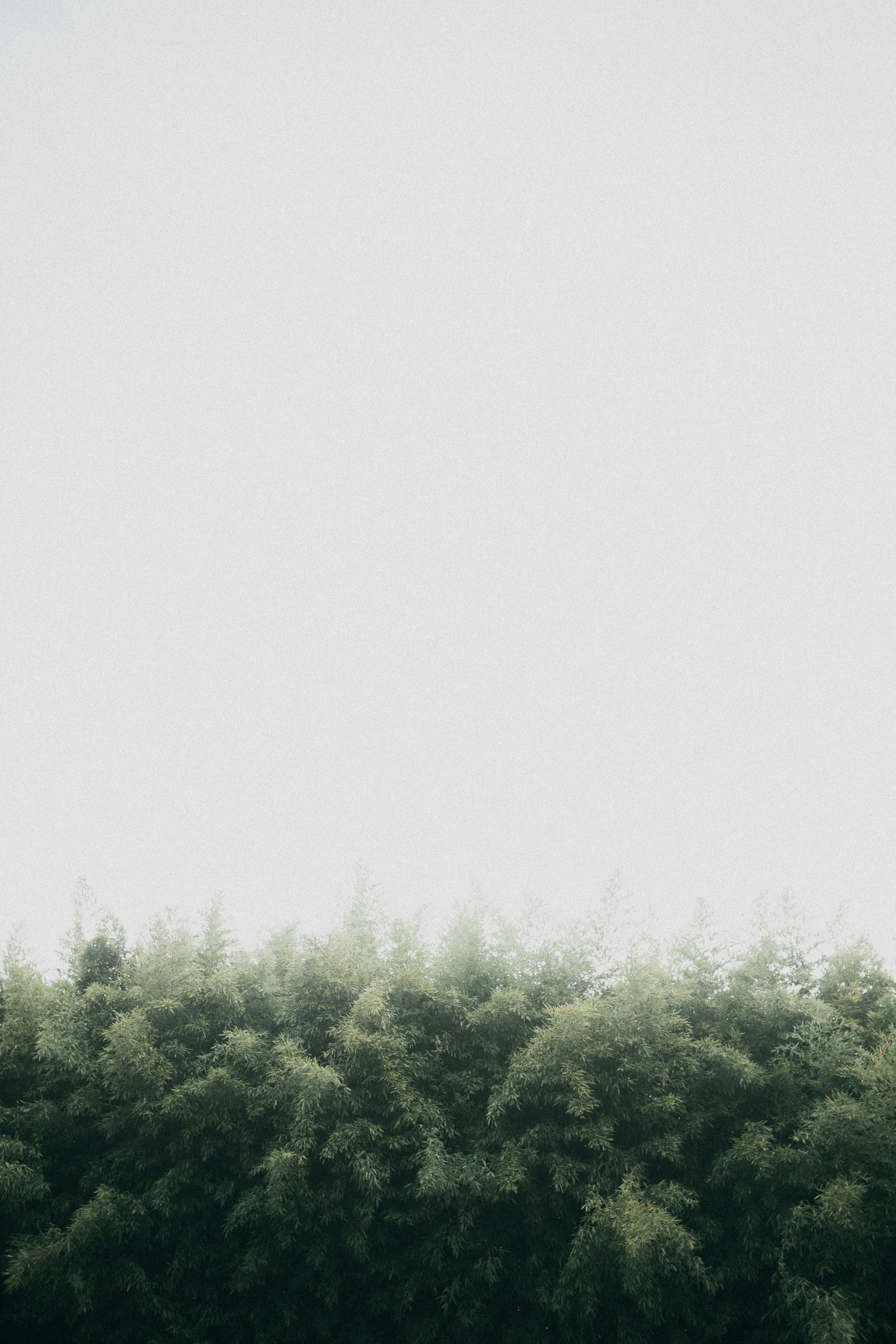 Serene image of dense green shrubbery beneath a foggy sky, evoking a sense of calm.