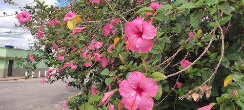 Hibisco Flower 