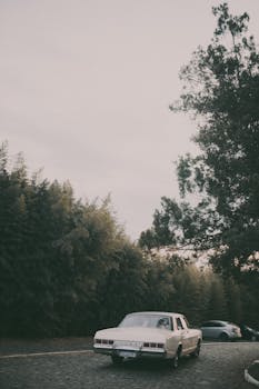 A classic muscle car on a cobblestone road surrounded by lush forest trees.
