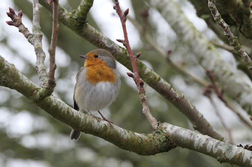 European Robin on Tree