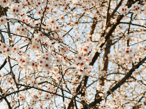 Kostnadsfri bild av blommor, fjäder, grenar