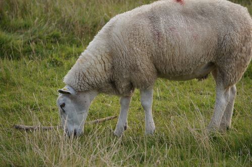 Free A peaceful sheep grazing in a lush green meadow, embodies rural tranquility. Stock Photo