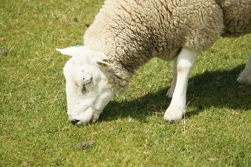 Free A woolly sheep peacefully grazing in a lush green meadow under bright daylight. Stock Photo