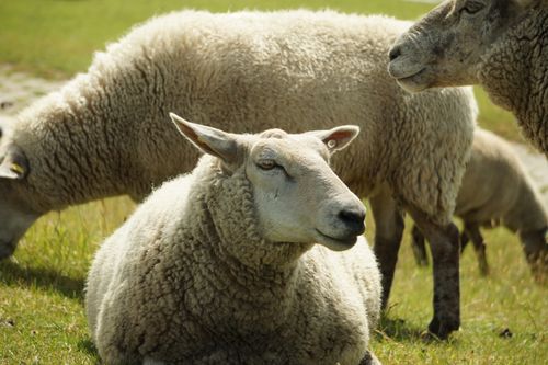 Free A tranquil scene of sheep lounging in a sunny pasture, exuding serenity and countryside charm. Stock Photo