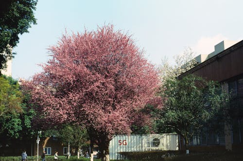 Imagine de stoc gratuită din arbori, arc, clădire