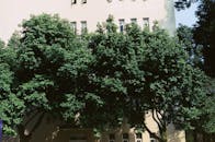 Green Trees over Building Wall