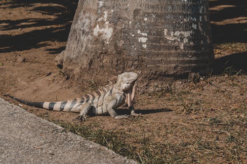 A large iguana is sitting on the ground near a tree