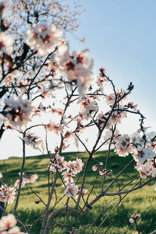 Foto stok gratis berbunga, bunga, cabang