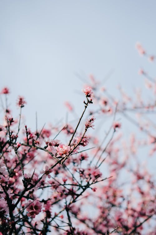 A pink flower on a tree branch with a blue sky