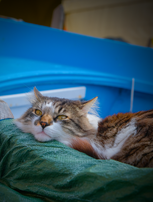 Free A fluffy cat relaxed on a tarpaulin-covered boat in Manarola, Italy. Stock Photo