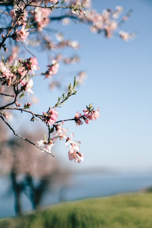 A close up of a tree with pink blossoms