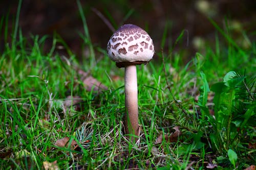 A mushroom is standing in the grass with a brown and white cap