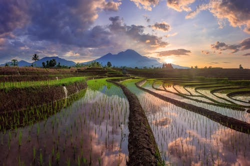 Foto stok gratis agrikultura, bidang, lansekap