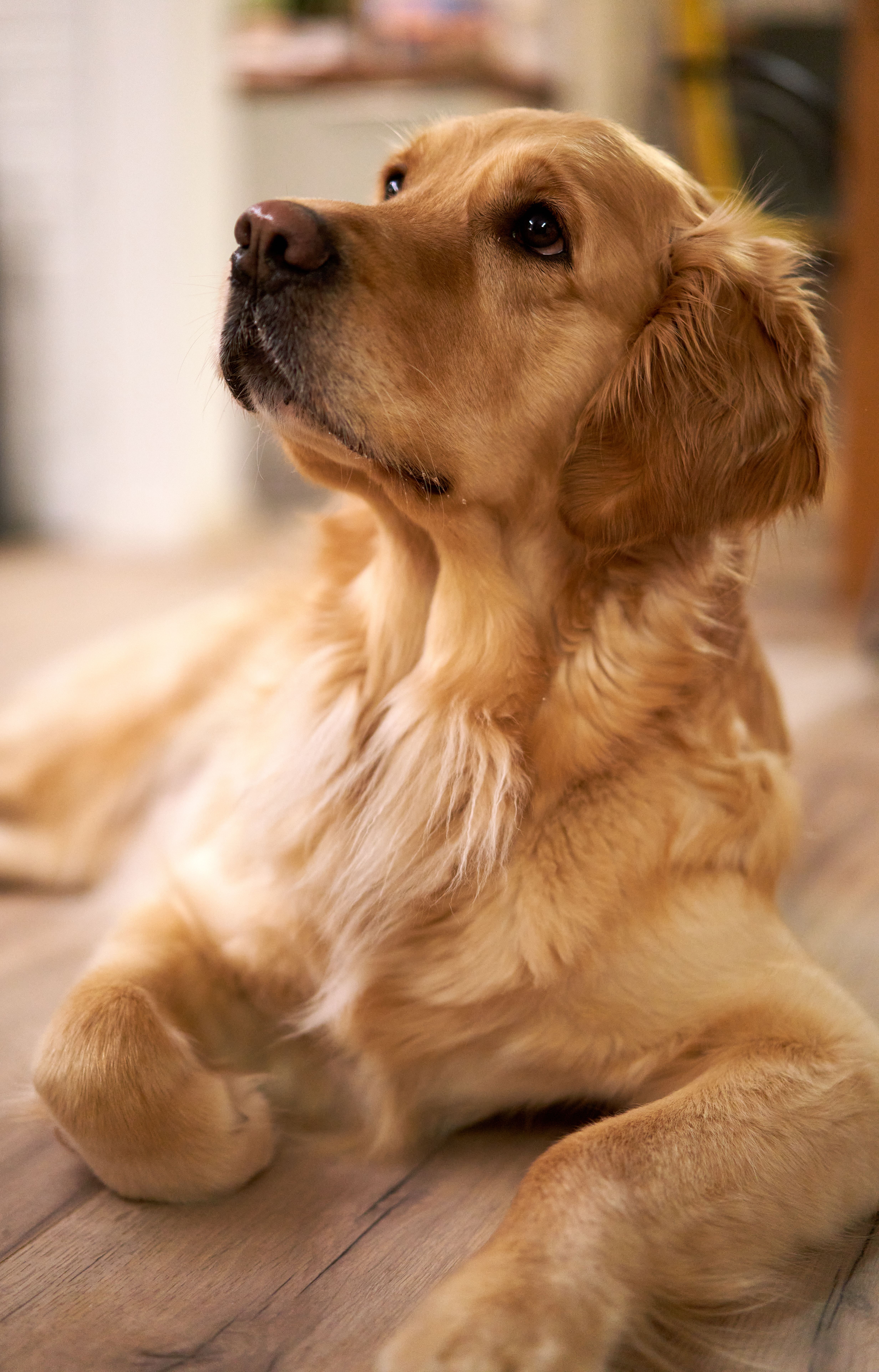 Adorable Golden Retriever · Free Stock Photo