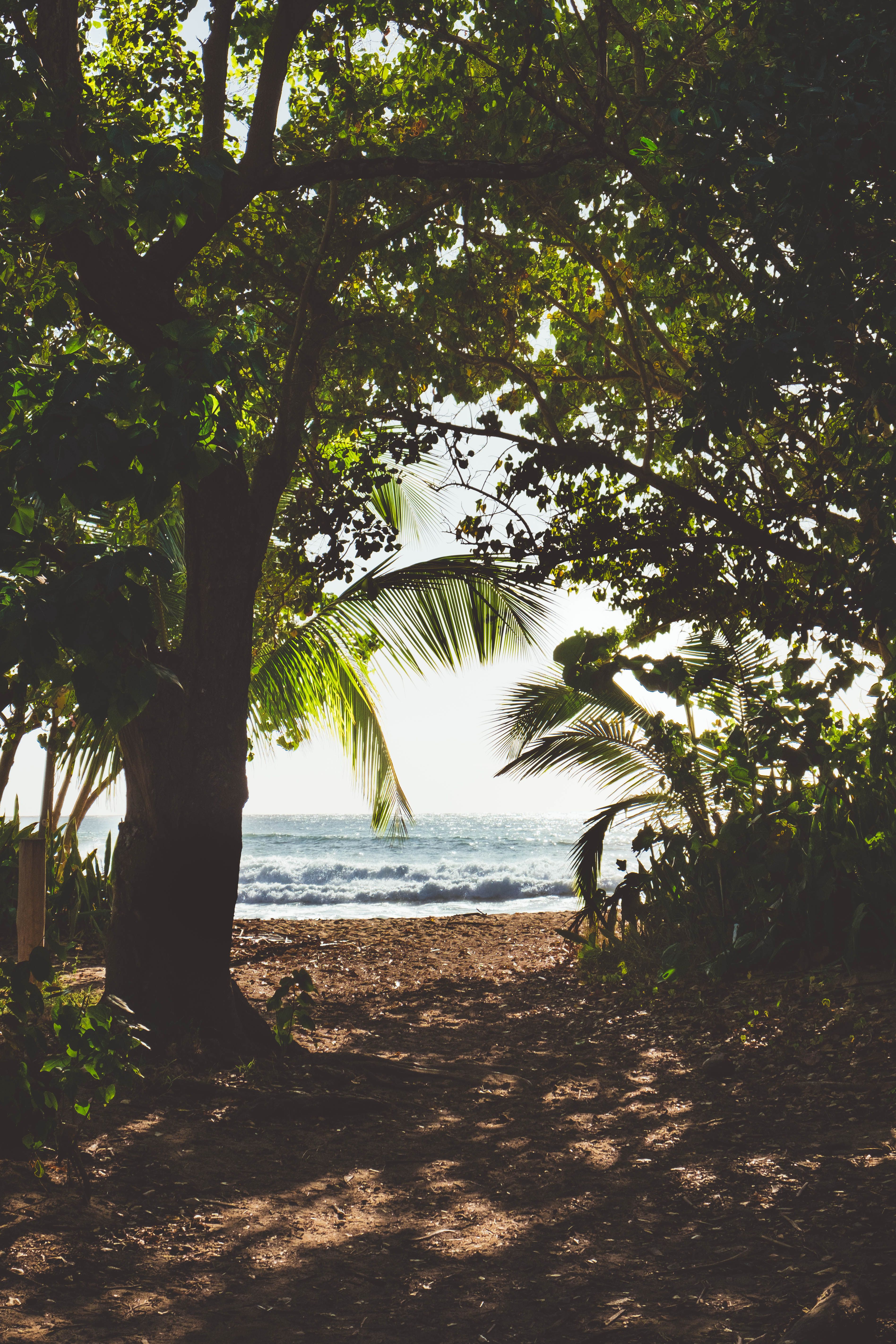 Tropical Beach with Palm Trees at Sunset · Free Stock Photo