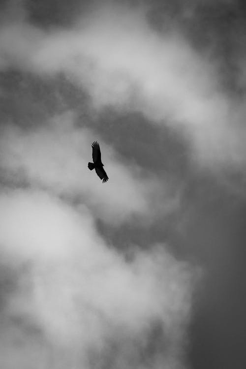 A black and white photo of a bird flying through the clouds