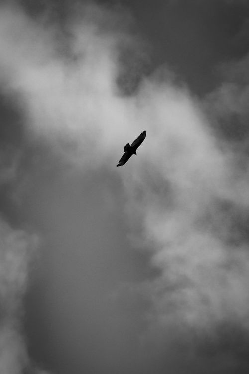 Free Black and white photo of a bird soaring through clouded sky, showcasing elegance in flight. Stock Photo