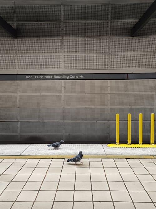 A bird is sitting on the ground in front of a subway station