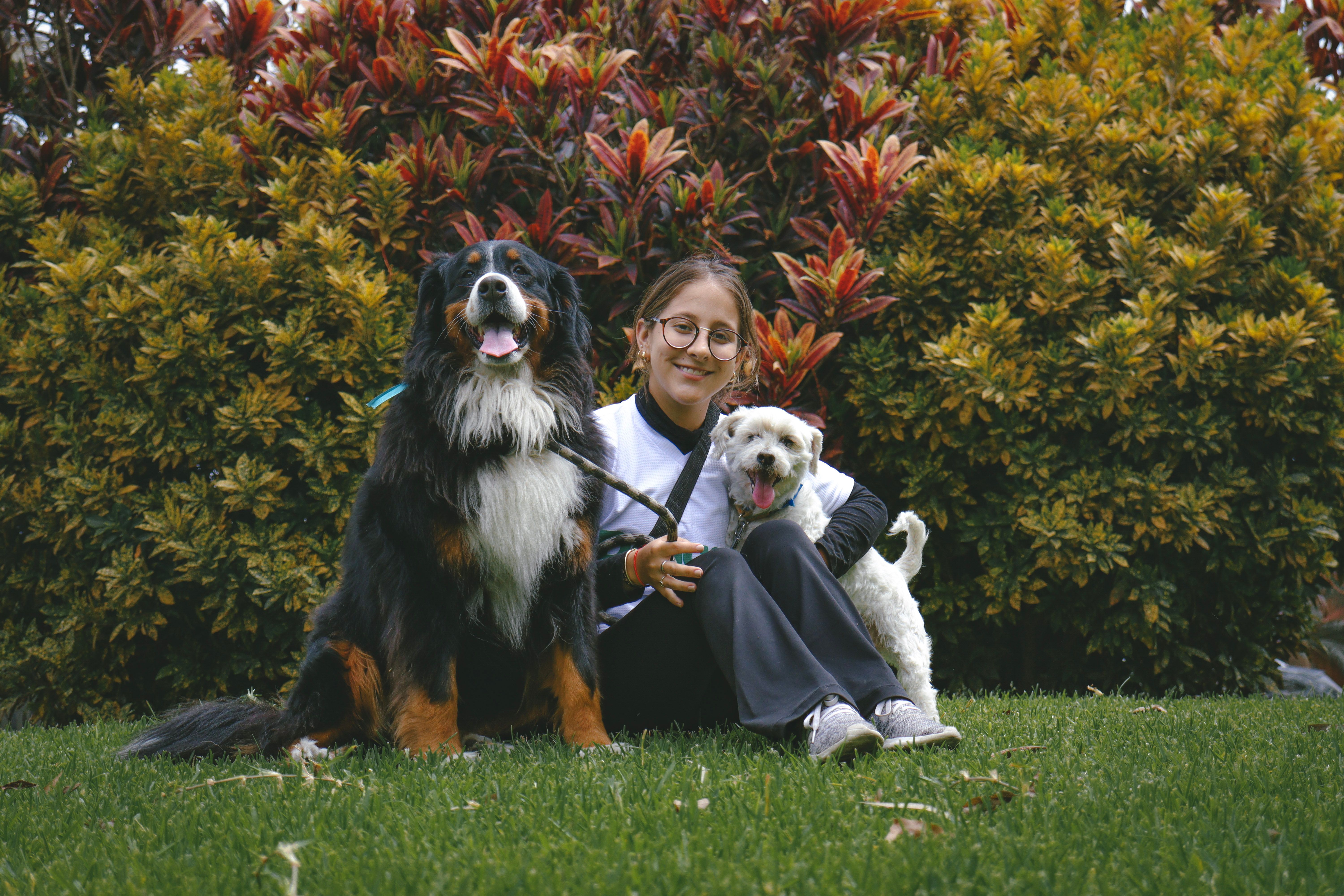 Puppy Breeders In Burnie: Responsible Buying Guide
