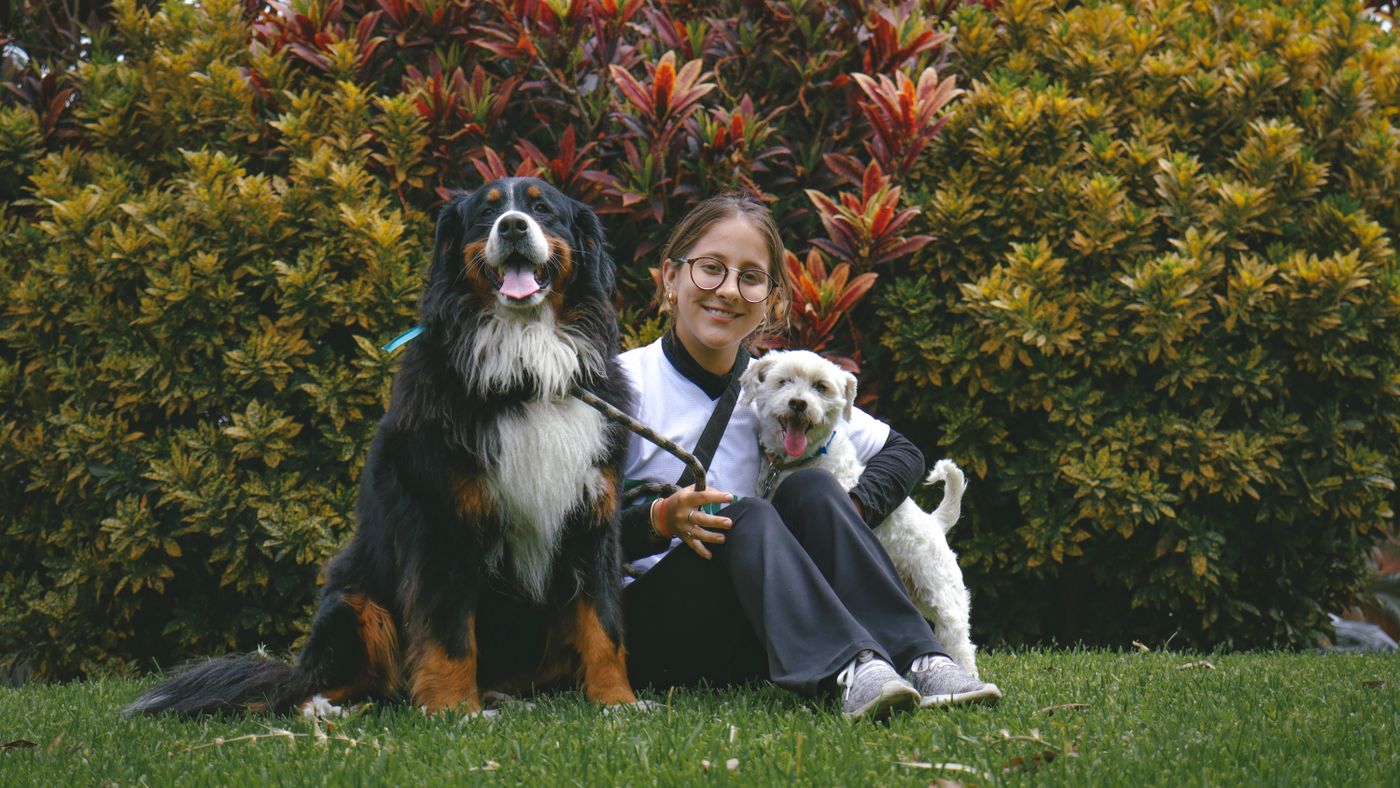 Dog Dental Cleanings: What Actually Happens Under Anesthesia