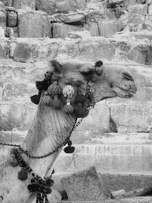 Foto profissional grátis de cabeça, camelo, decoração