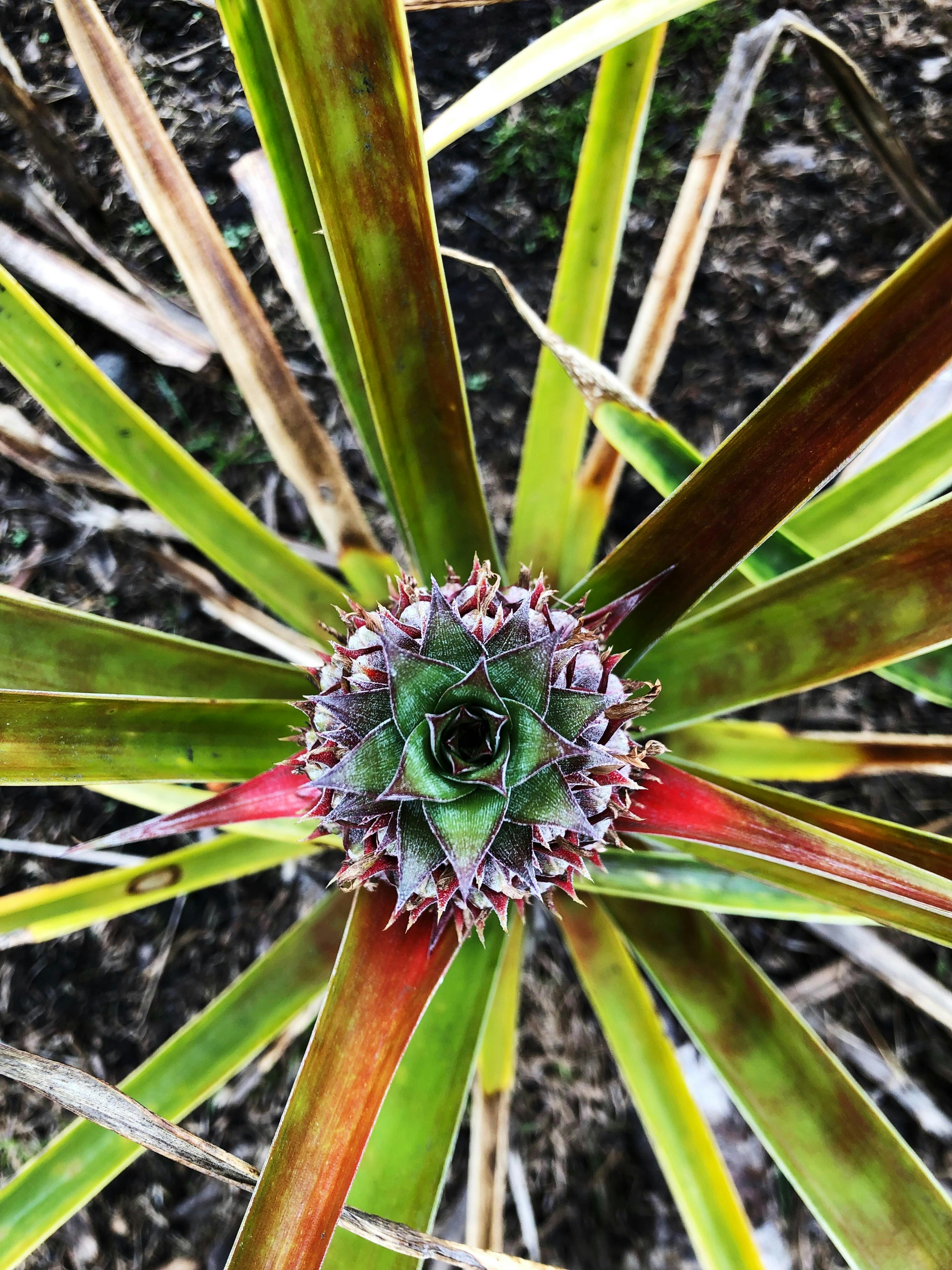 Download Green And Yellow Fruits On Red Plastic Container Free Stock Photo PSD Mockup Templates