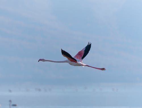 Ingyenes stockfotó flamingó, madár, madár repül témában