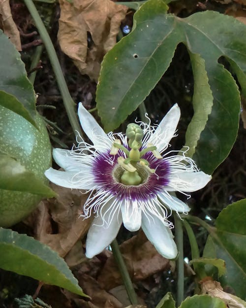 Flor de Maracujá