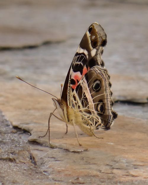 Borboleta