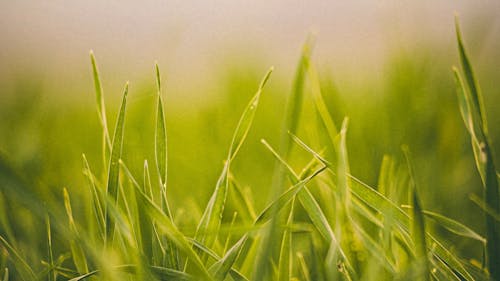 A close up of green grass with a blurry background