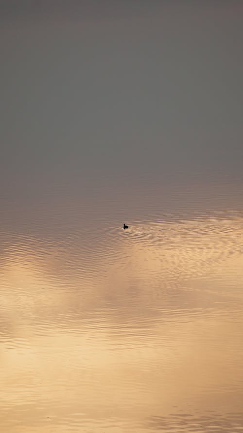 A bird flying over the water at sunset