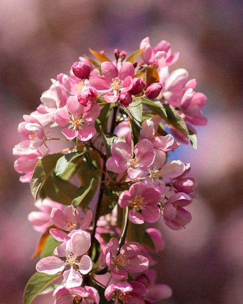 A close up of pink flowers on a tree branch