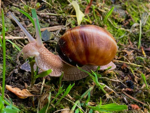 Free stock photo of natural, snail