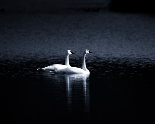 Two swans swimming in the water at night