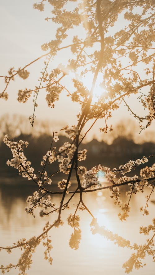Immagine gratuita di ciliegia, fiori, fiume