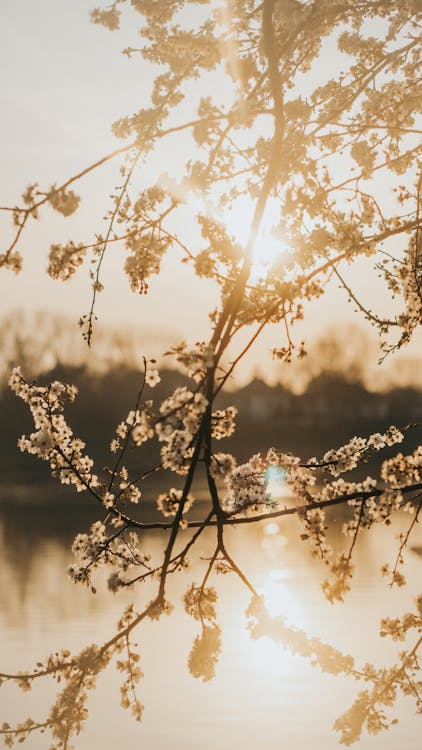 A sunset with a tree with blossoms