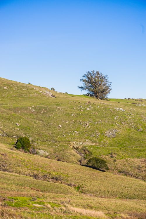 Free A tranquil hillside landscape with a single tree under a clear blue sky. Stock Photo