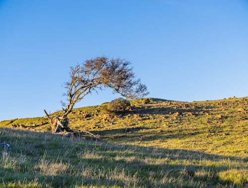 Foto d'estoc gratuïta de arbre, cel clar, got