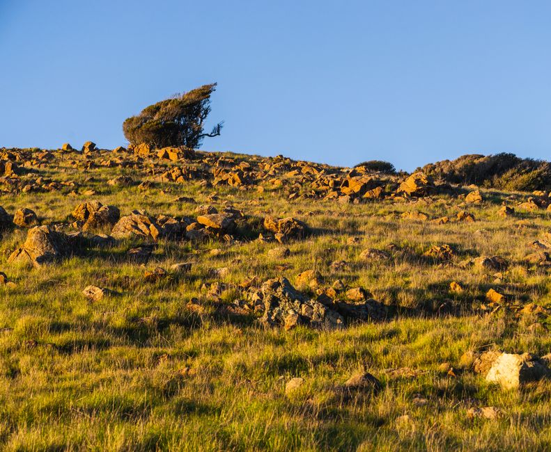 Tranquil meadow with rocks and a resilient tree under a clear blue sky at daylight.