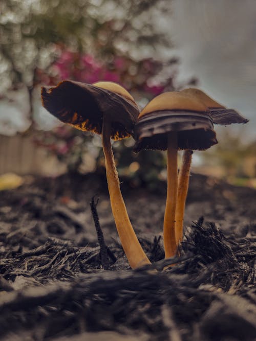 Immagine gratuita di fungo, fungo della foresta, giardino