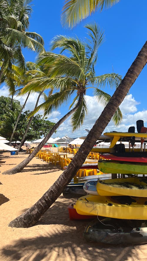 A beach with palm trees and kayaks on it