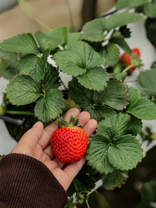 Foto stok gratis buah, Daun-daun, fokus selektif