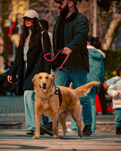 A man and a woman walking a dog on a leash