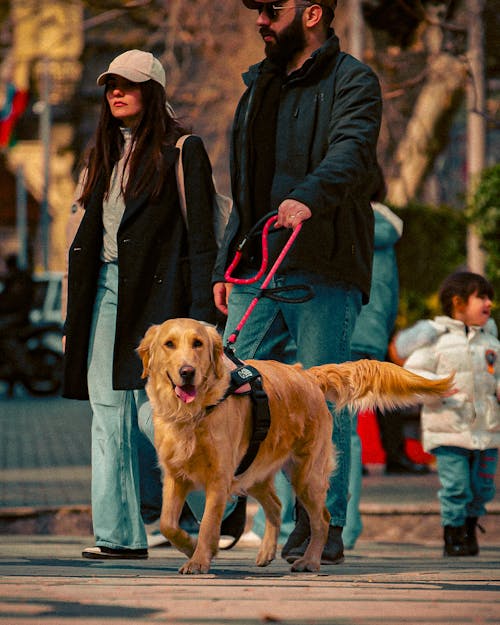 A man and woman walking a dog on a leash