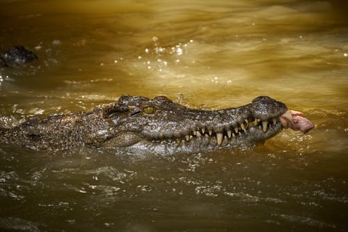 Kostenloses Stock Foto zu alligator, alt, baden