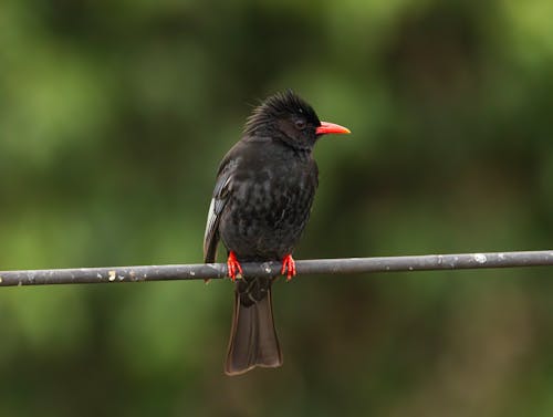 A small bird sitting on a wire