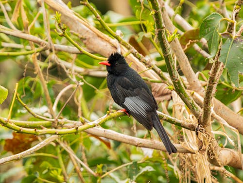 A bird perched on a tree branch with leaves