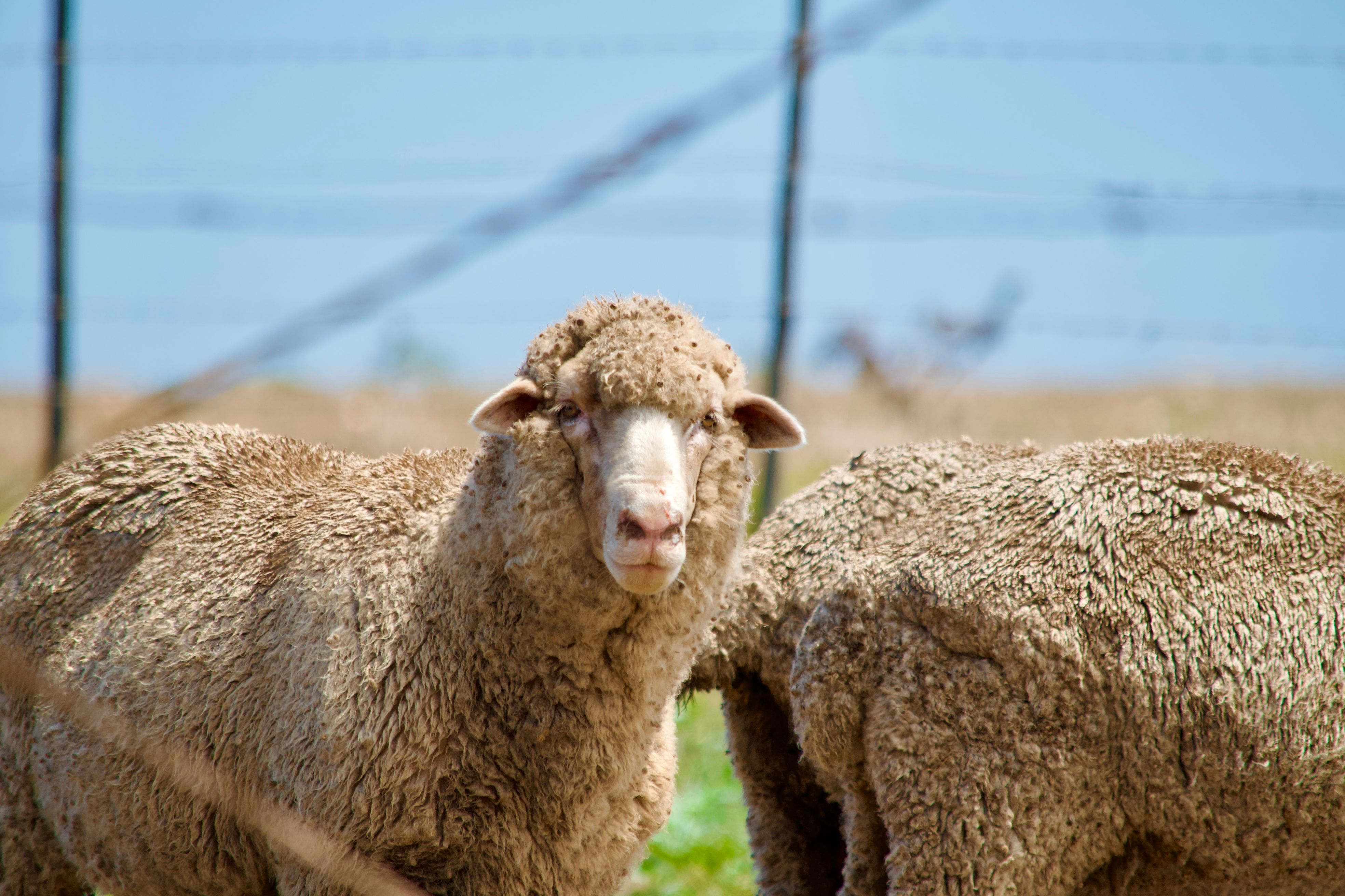 Merino Wool Socks