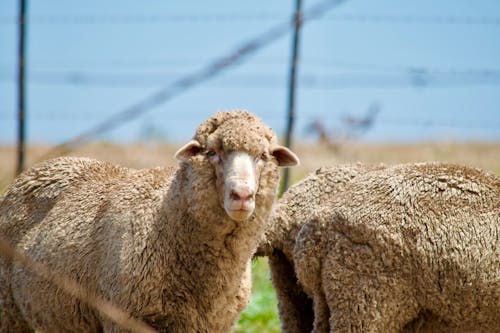 Безкоштовне стокове фото на тему «вівці, вовна, вовняний»