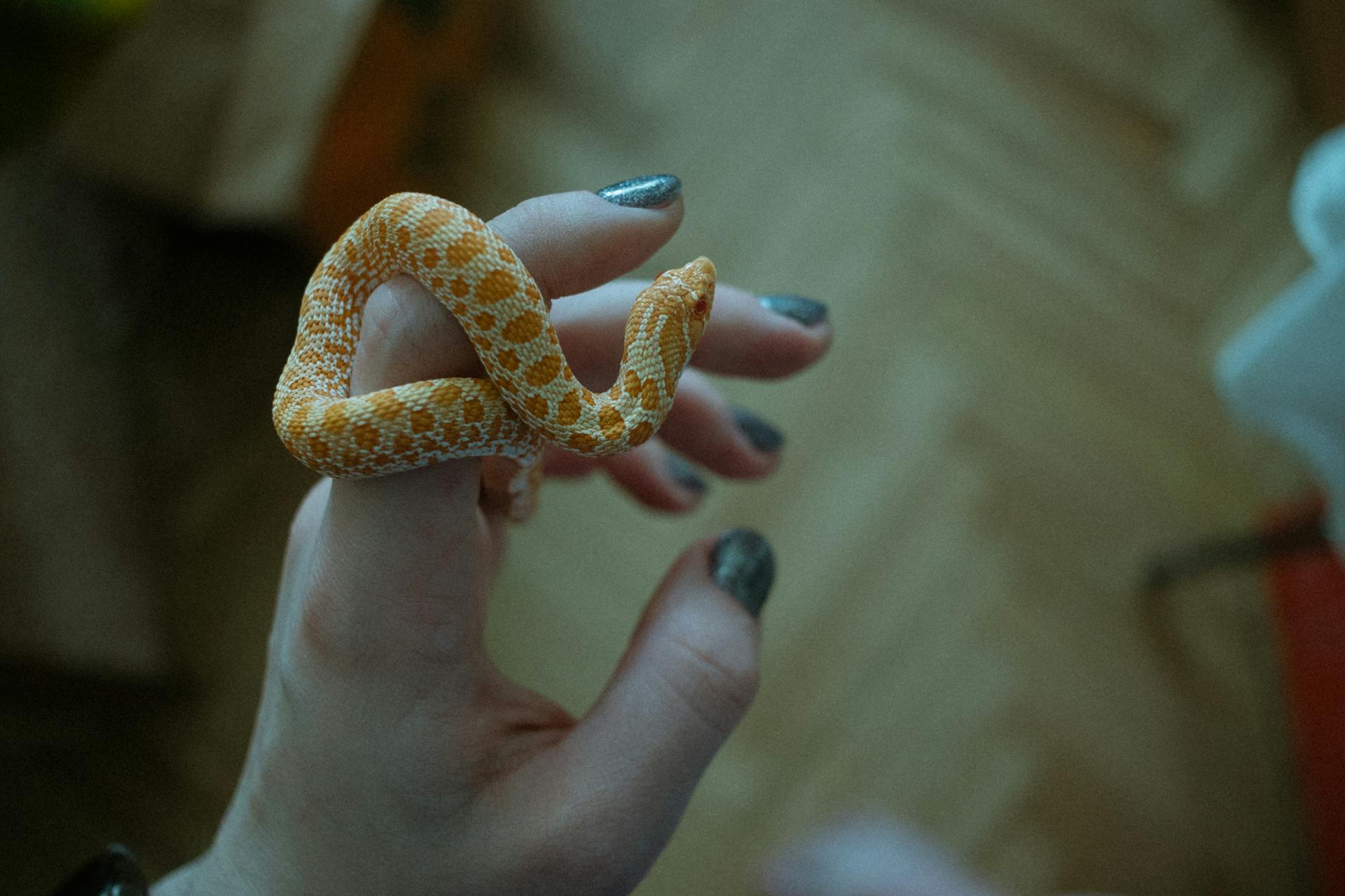 Small Snake on Woman Fingers